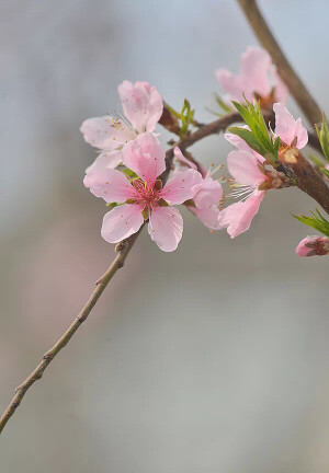 单粉垂枝桃 Amygdalus 'Danfen Chuizhi'

