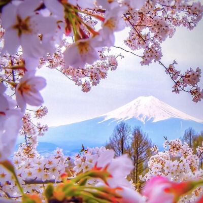 樱花富士山背景图