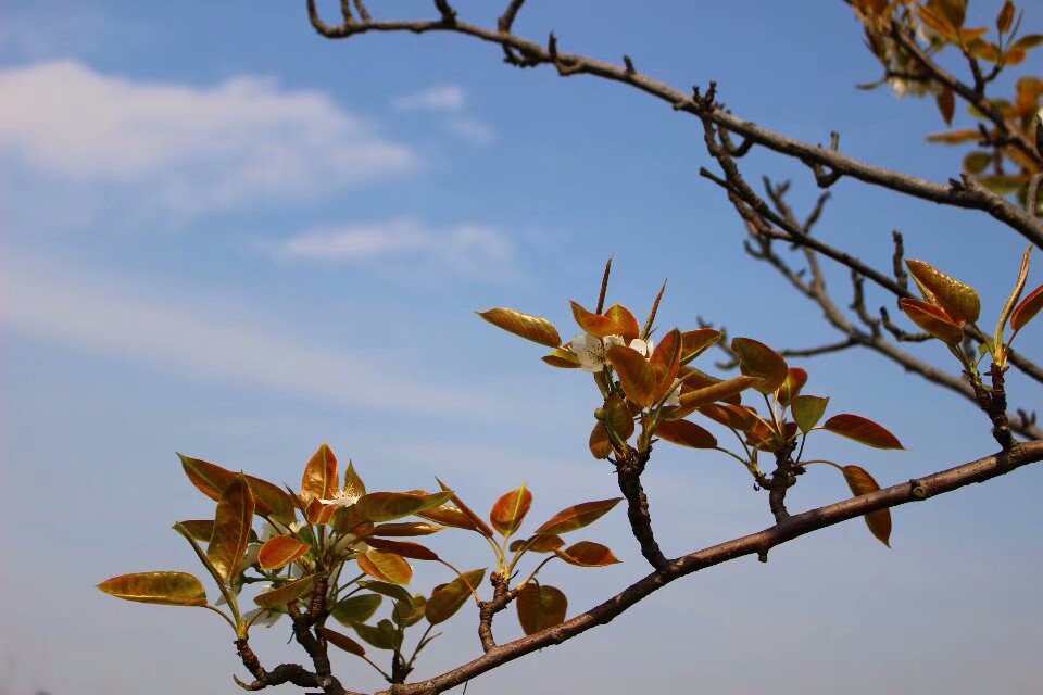 那天拍花