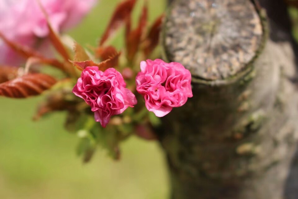 那天拍花