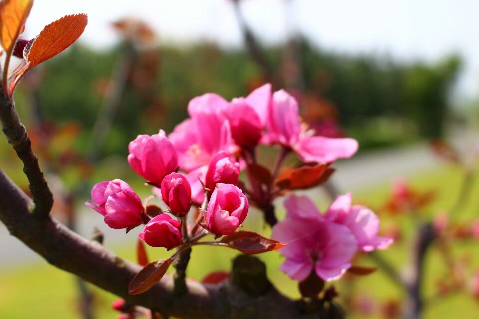 那天拍花