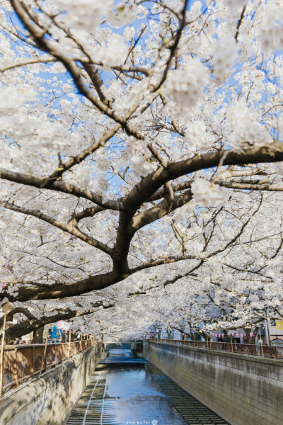 目黑的桜 ​​​​