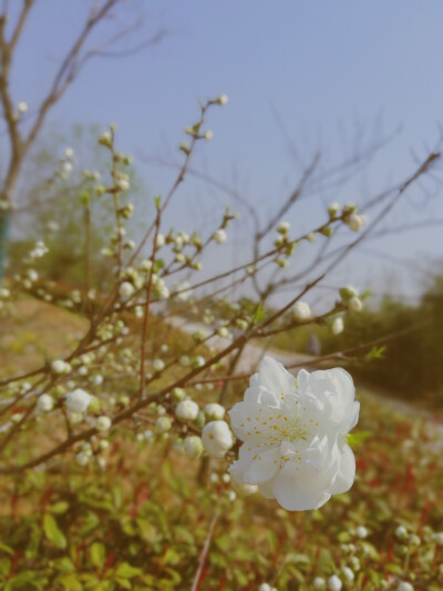 春花烂漫