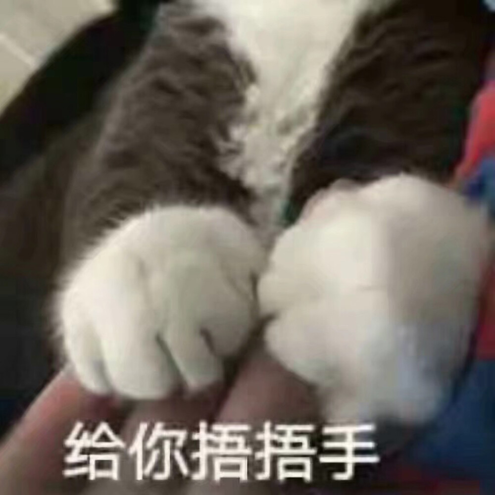 猫咪表情包-♡