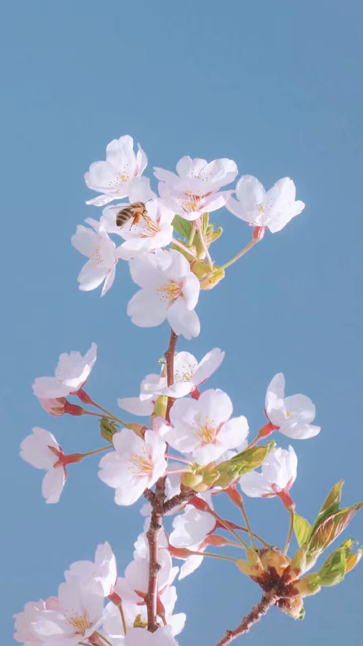 西府海棠