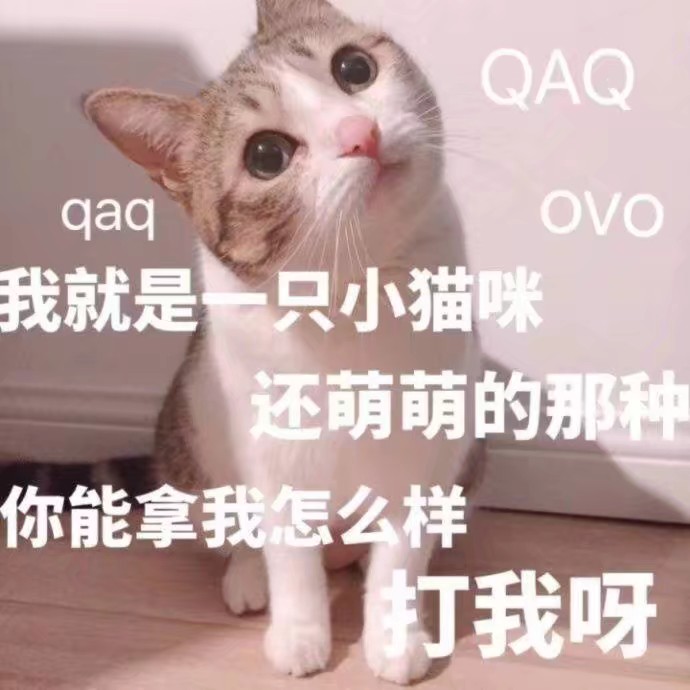 猫咪