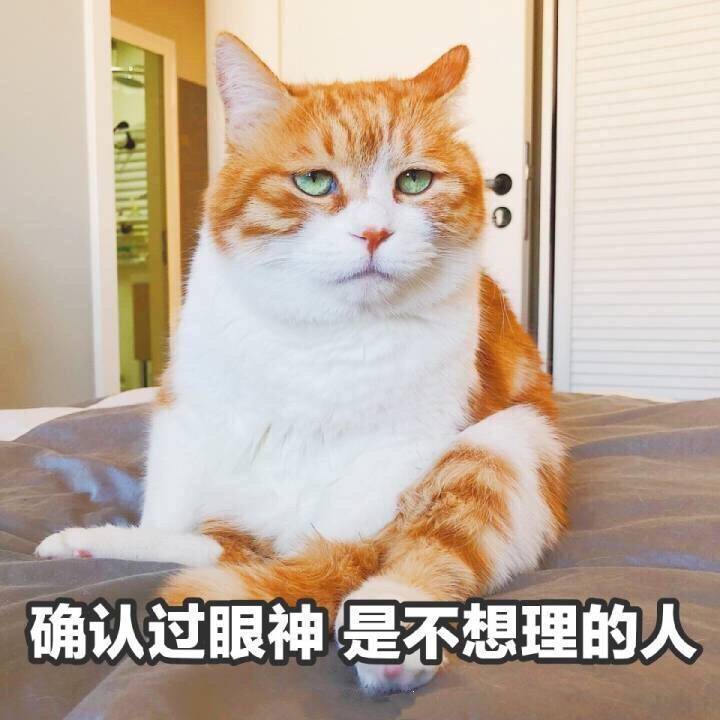 猫日表情包-♡