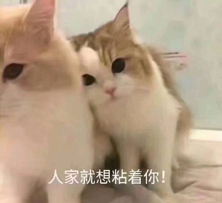 猫咪表情包-♡