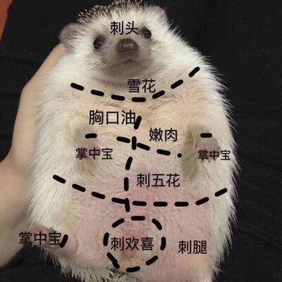 刺猬！刺猬！ - 高清图片，堆糖，美图壁纸兴趣社区