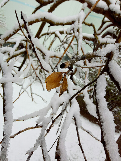 四月雪中叶