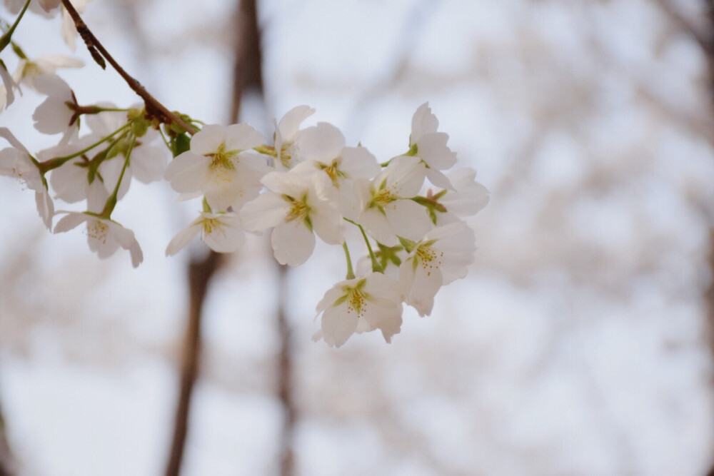 樱花