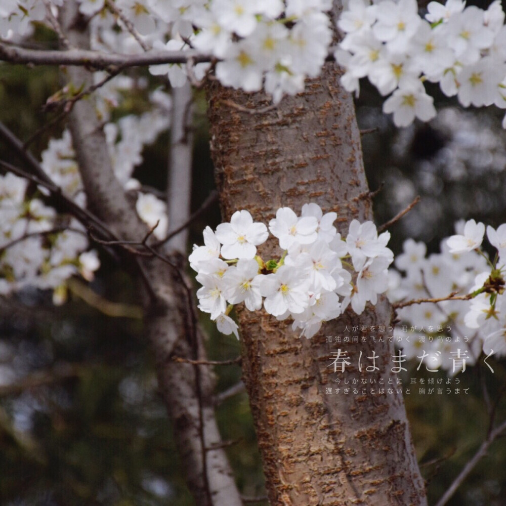 樱花