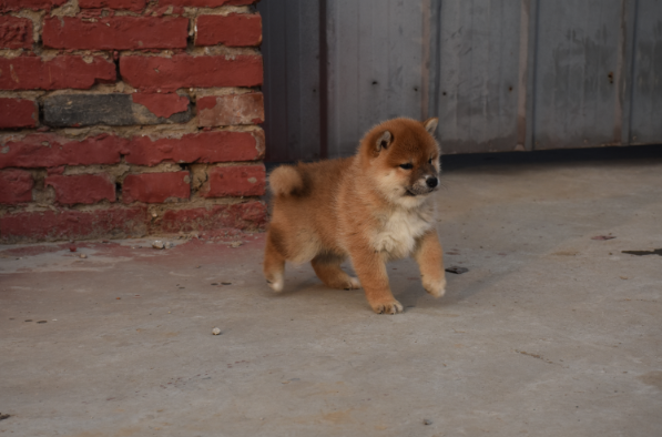 家养柴犬宝宝找靠谱主人
坐标：北京市
狗宝父母：自家柴犬，粑粑、麻麻都是赤柴，有日保证书。
狗宝贝介绍：2月18日出生，1只男宝宝，3只女宝宝。价格美丽，狗宝贝去新家前会打好疫苗，驱好虫子，健健康康去见新主人。
有喜欢的可以加我hmhmlong私聊