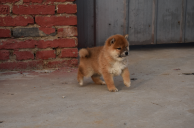 家养柴犬宝宝找靠谱主人
坐标：北京市
狗宝父母：自家柴犬，粑粑、麻麻都是赤柴，有日保证书。
狗宝贝介绍：2月18日出生，1只男宝宝，3只女宝宝。价格美丽，狗宝贝去新家前会打好疫苗，驱好虫子，健健康康去见新主…