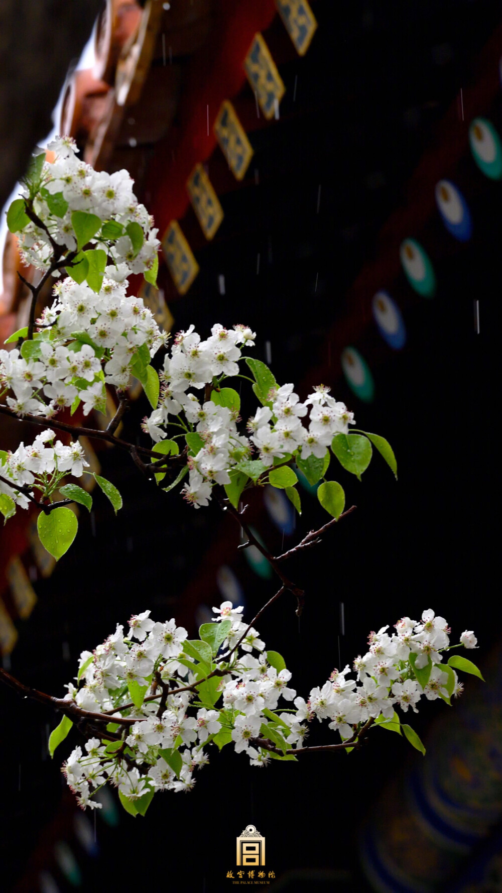 #爱上这座城#又到清明时节，满树梨花，如云似雪。春雨浸润，更显水灵。 ???
来源:见水印