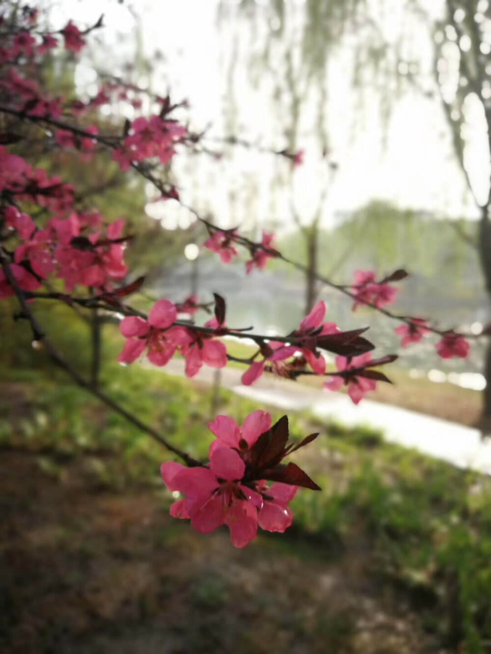 周一七点清晨的花开
气温更是回升的可怕
是春天还是夏天？
一秒就入夏的感觉
裙子短袖的季节即将到来
一餐门口新上的水果盘还是蛮适合这种天气的