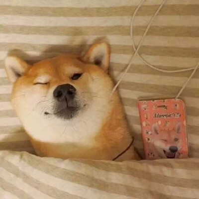 狗狗头像