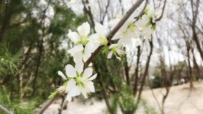 奥森·初春