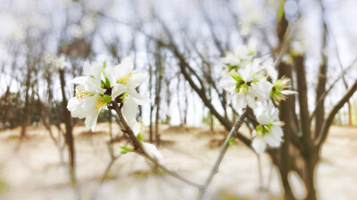 奥森·初春