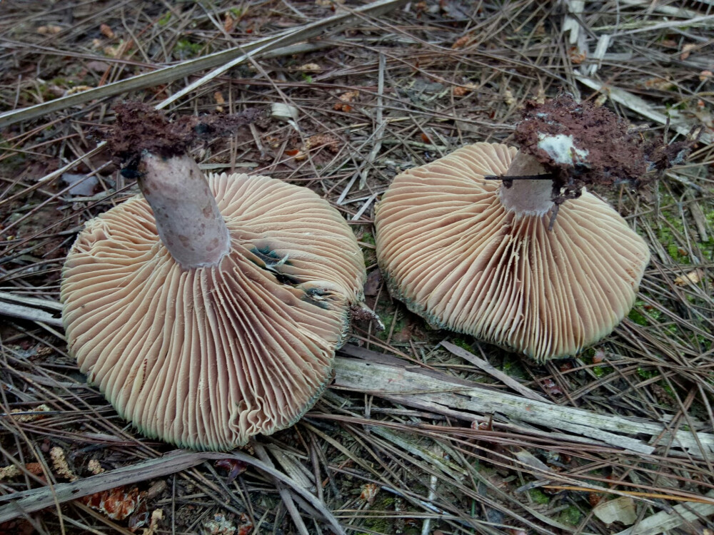 清明节 采蘑菇