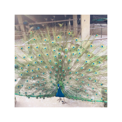 七彩云南