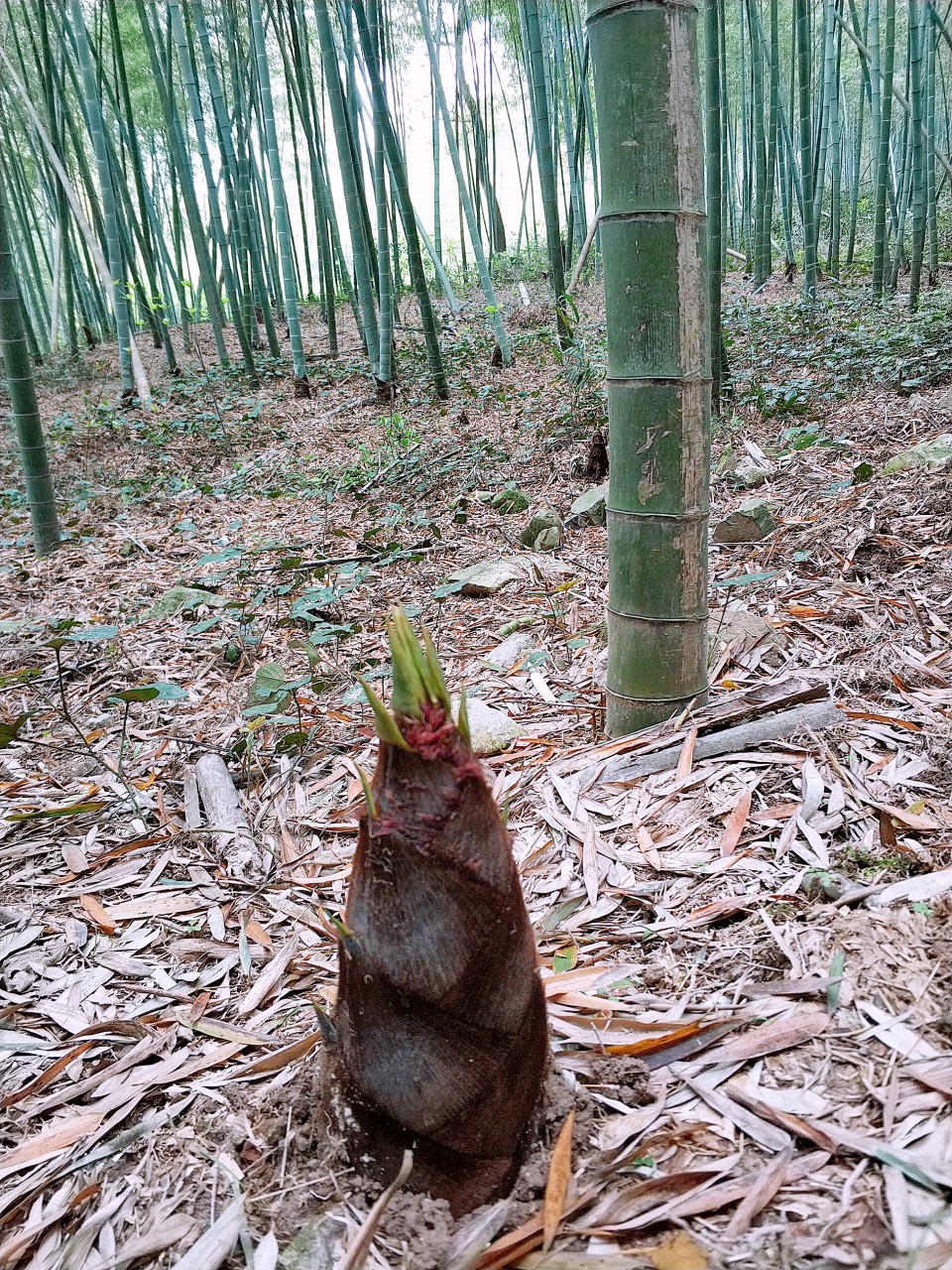 清明清明清明清明扫墓扫墓扫墓扫墓踏青踏青踏青踏青［春雷阵阵］