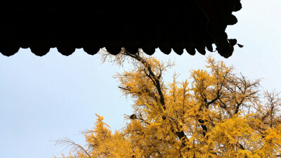 观音禅寺，银杏树。