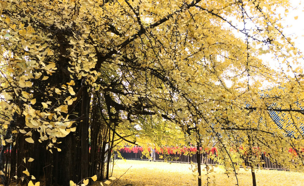 观音禅寺，银杏树。