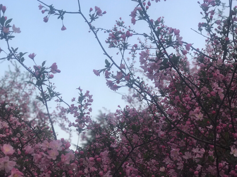 我的花让我自己拍