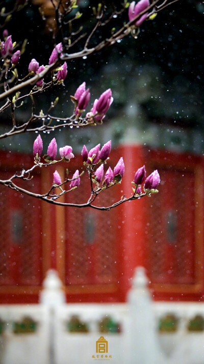 紫禁城【戊戌•春雪•玉兰】“卷地朔风凛凛，漫天瑞雪霏霏。玉兰寒不寒？彩艳灼灼不相因，排枝碎碎巧妆新。多情不改年年色，千古芳心持赠君” 照片取自@故宫博物院