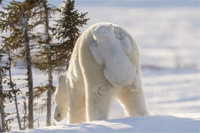北极熊 北极 动物 萌系大陆 白 可爱 熊 雪地