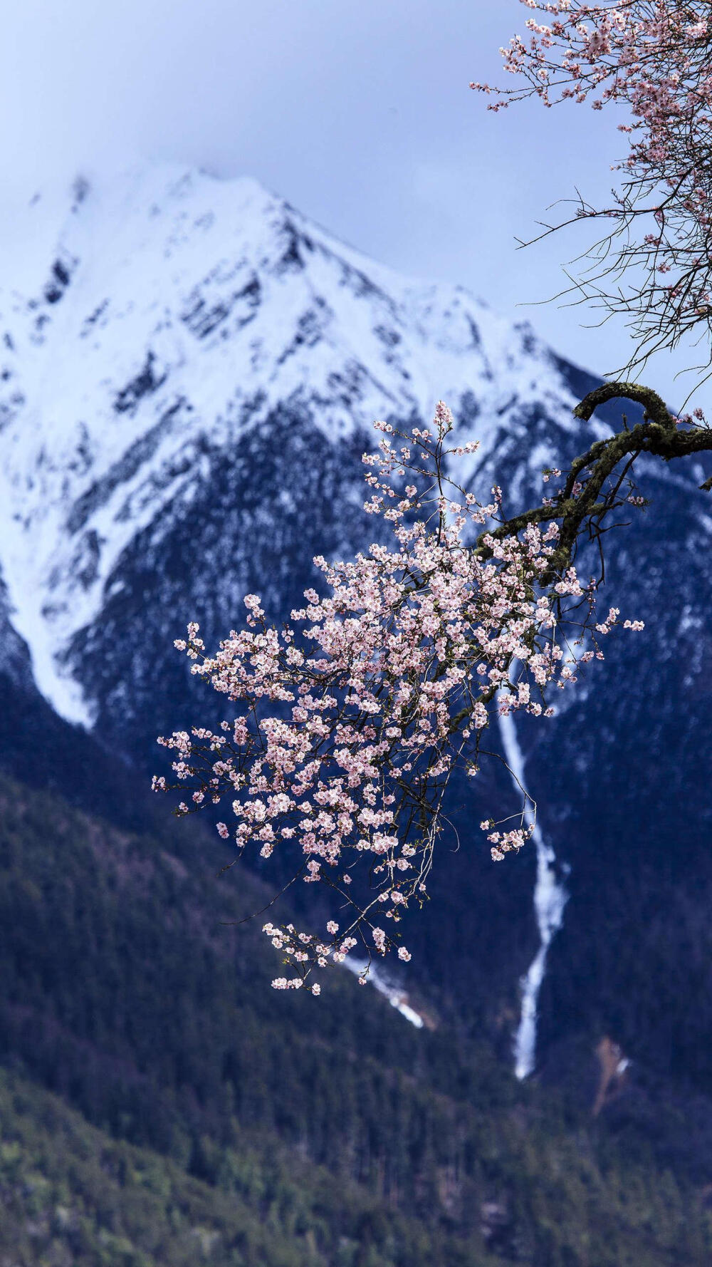 林芝