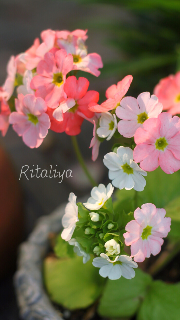 四季报春.}花色真的好嗲/植物/花卉/院子/ - 高清图片，堆糖，美图壁纸