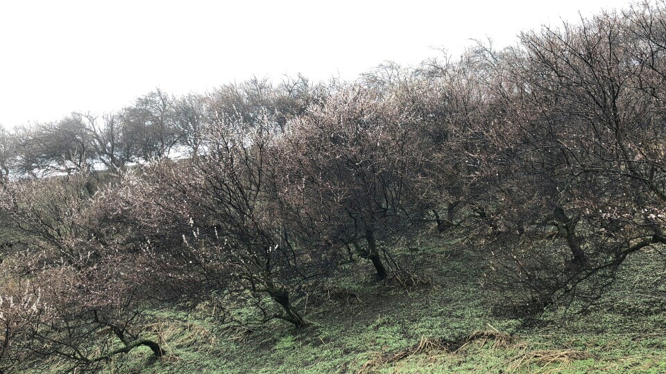 4月2日的吐尔根杏花沟，花开正好