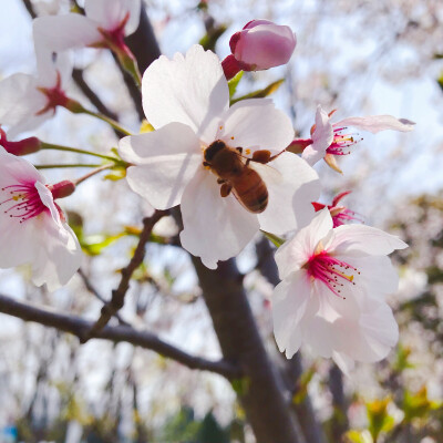 樱花哟