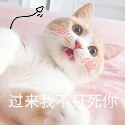 【杦桎】#萌物#可爱猫咪表情包♡