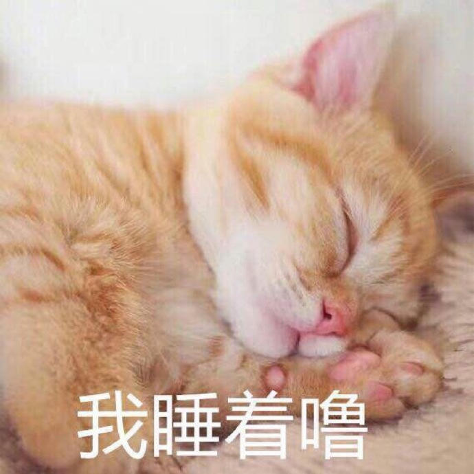 【杦桎】#萌物#可爱猫咪表情包♡