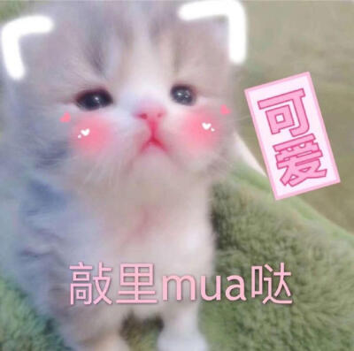 【杦桎】#萌物#可爱猫咪表情包♡