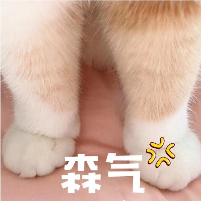 【杦桎】#萌物#可爱猫咪表情包♡