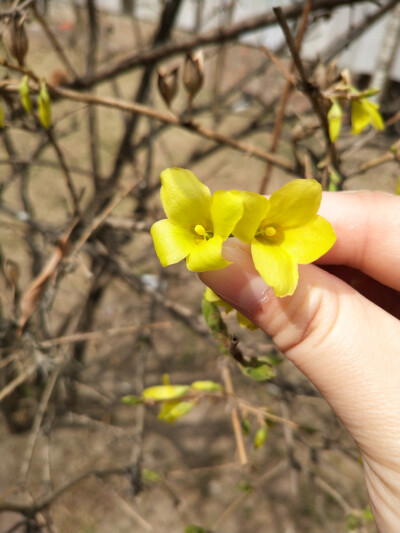 迎春花