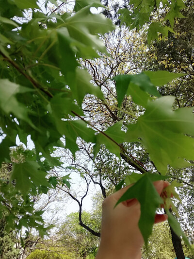 原创 壁纸 牡丹 风景 花