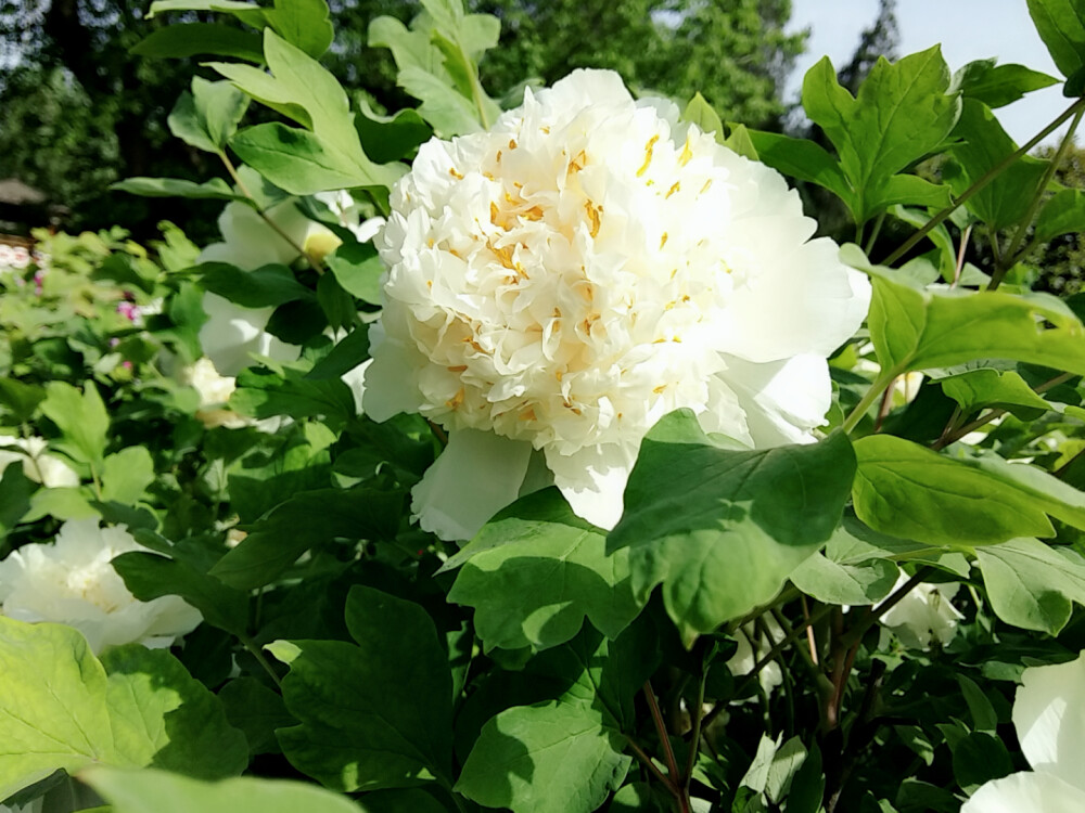 原创 壁纸 牡丹 风景 花