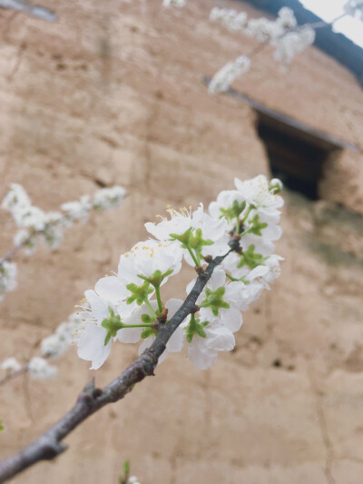 老墙樱花