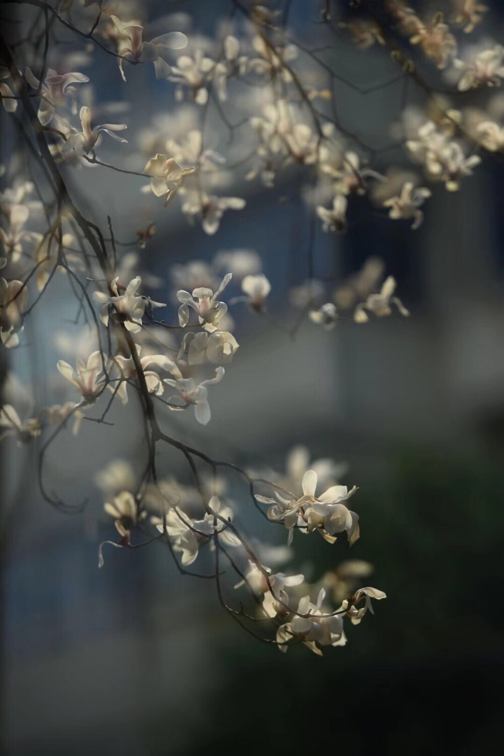 明.沈周【題玉蘭】
翠條多力引風(fēng)長，點(diǎn)破銀花玉雪香。
韻友自知人意好，隔簾輕解白霓裳。
細(xì)細(xì)端詳，千枝萬蕊的玉蘭花瑩潔清麗，多多向上，散發(fā)著陣陣清新，淡雅的幽香，令人心曠神怡。