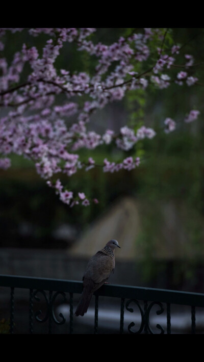 孟浩然的【春曉】
春眠不覺曉，處處聞啼鳥。
夜來風(fēng)雨聲，花落知多少。