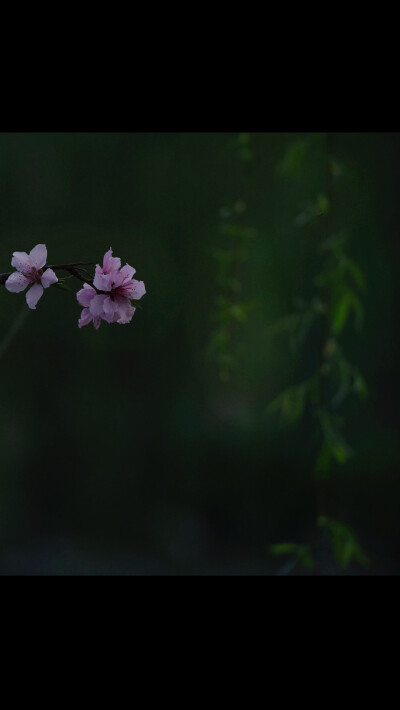 长相思出自欧阳修的【长相思.花似伊】
花似伊。柳似伊。
花柳青春人别离。
长江东，长江西。两岸鸳鸯两处飞。相逢知几时。