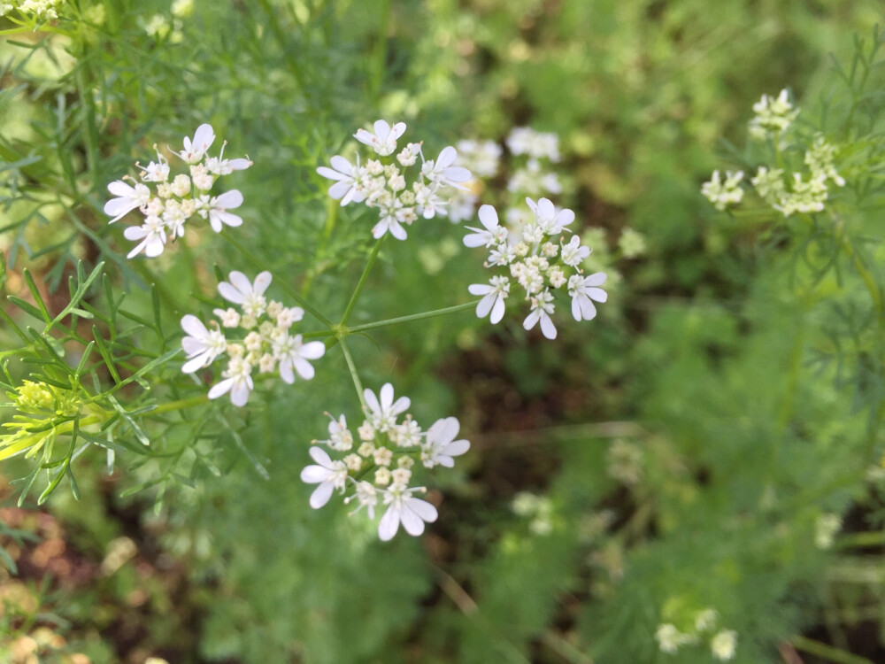 香菜花