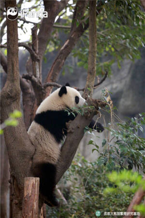 大熊猫    滚滚