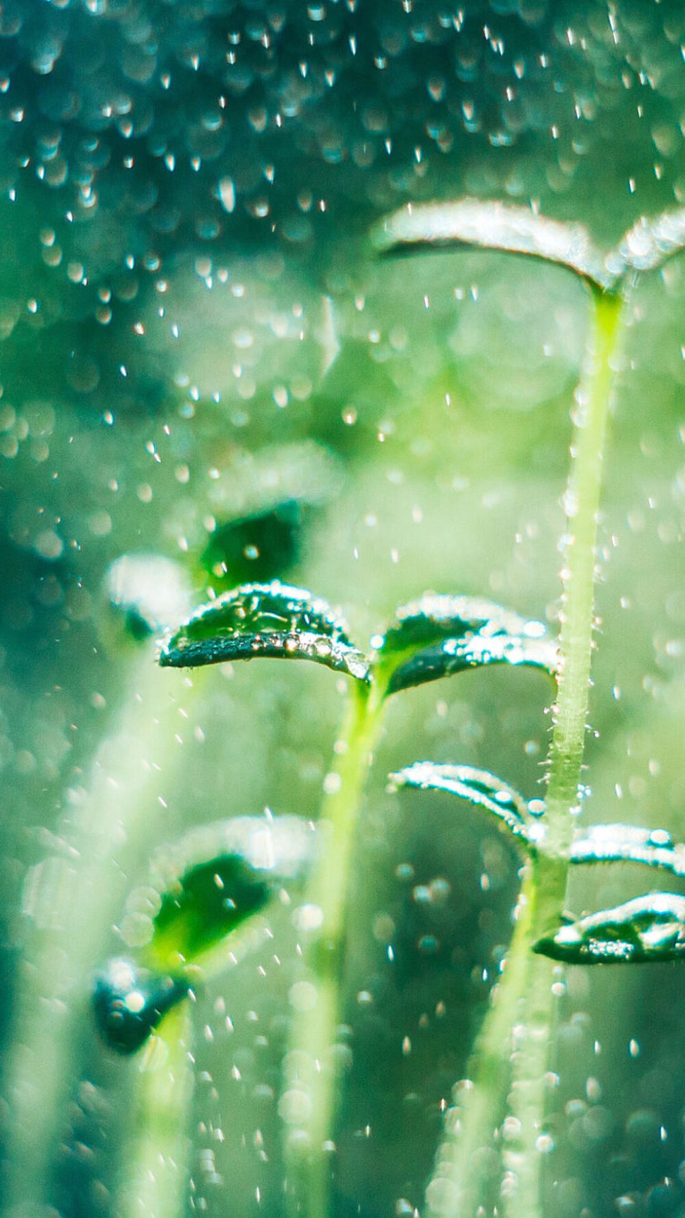 雨滴