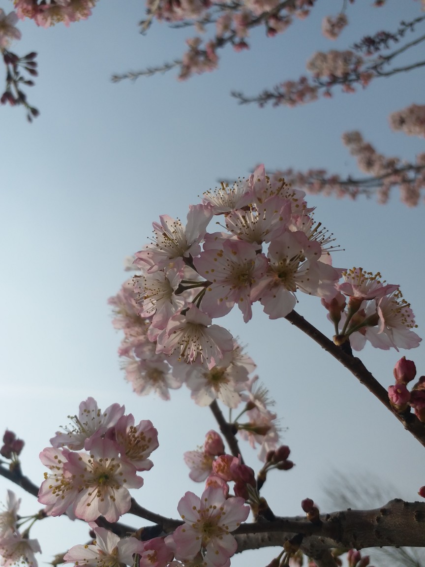 初春花开